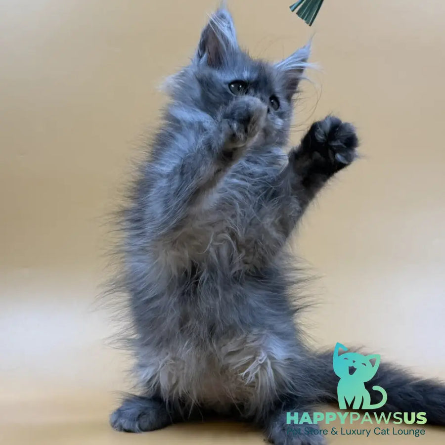 Erika Maine Coon female black silver - live animals