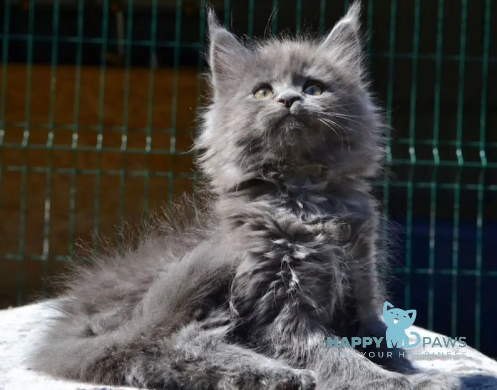 Erika Maine Coon female blue live animals