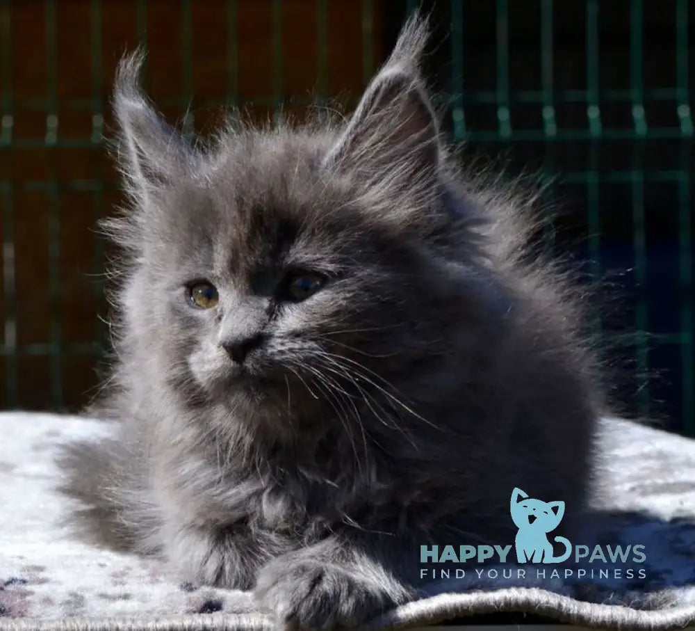 Erika Maine Coon female blue live animals