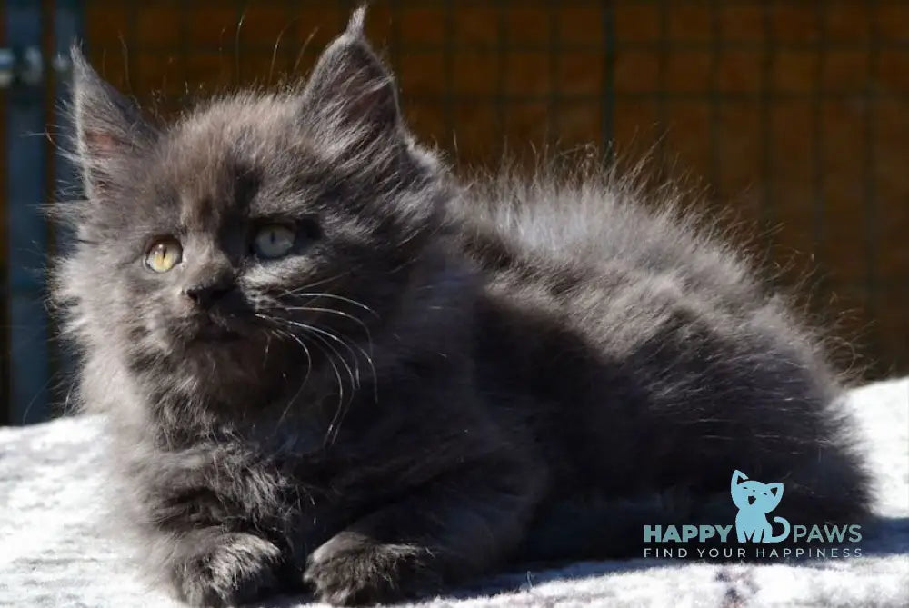 Erika Maine Coon female blue live animals