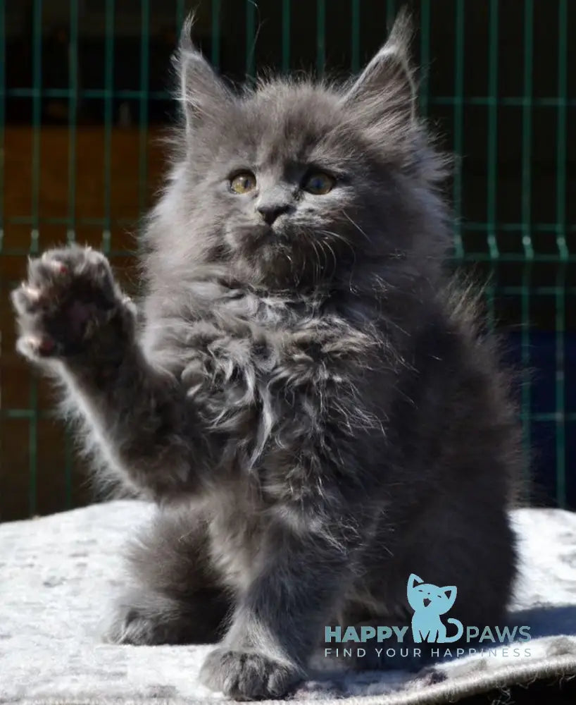 Erika Maine Coon female blue live animals