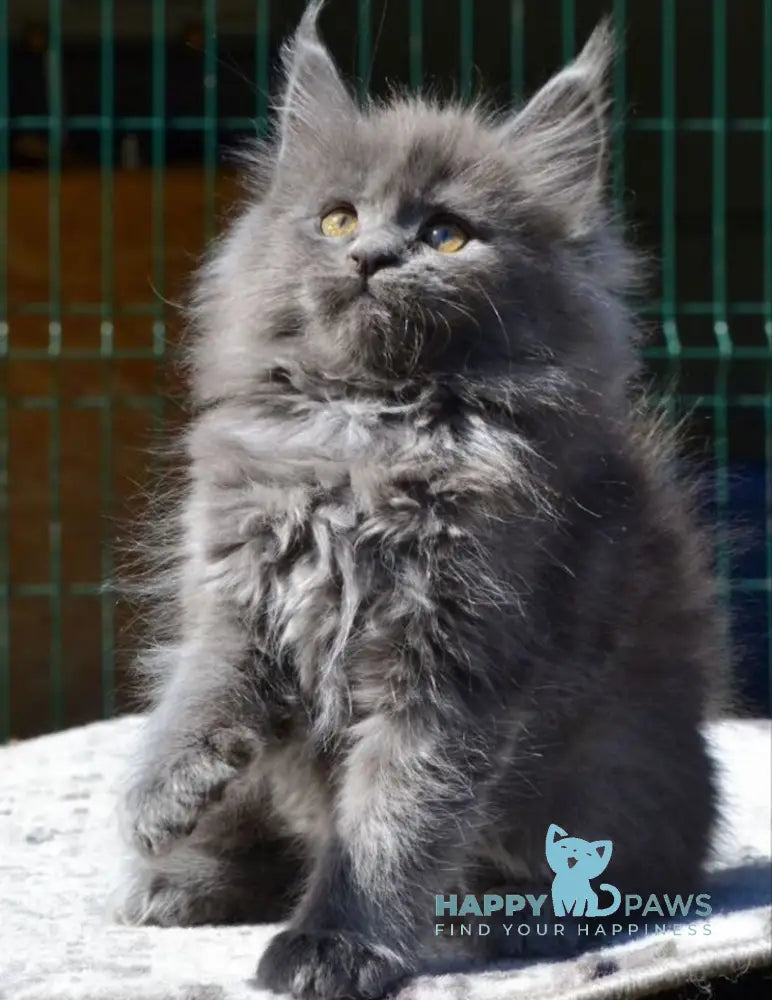 Erika Maine Coon female blue live animals