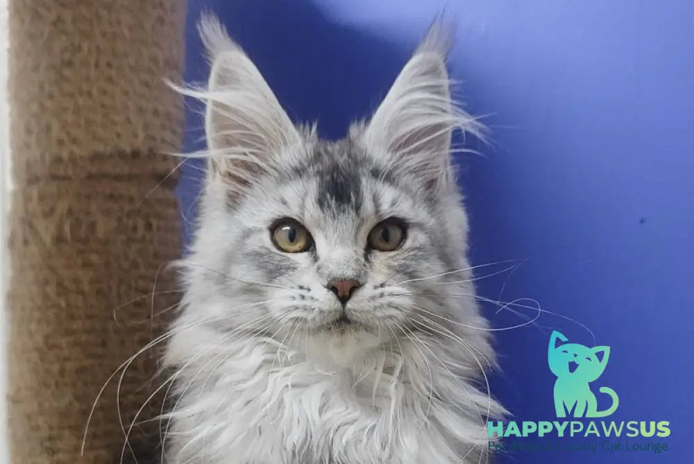 Еrinka Maine Coon female black silver ticked tabby live animals