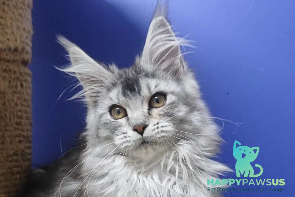 Еrinka Maine Coon female black silver ticked tabby live animals