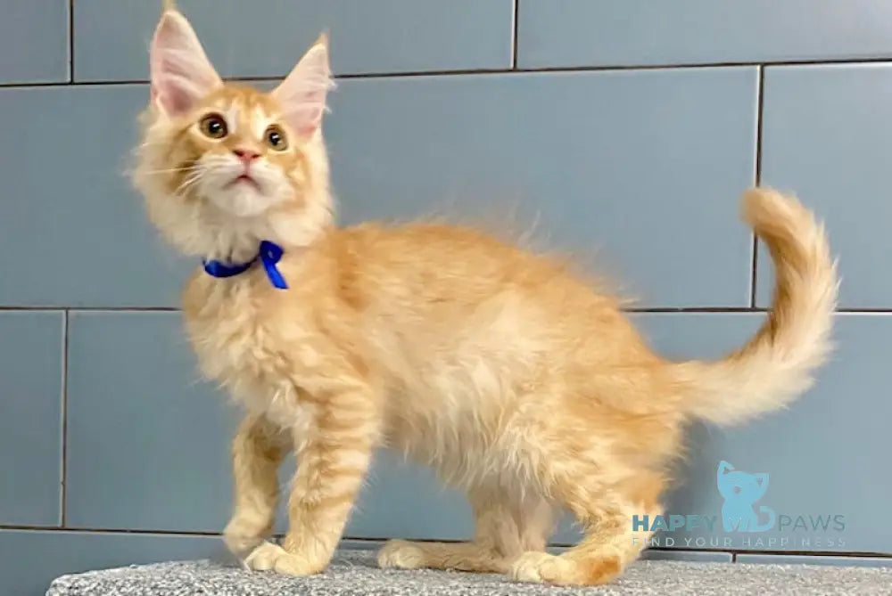 Ermak Maine Coon male red silver tabby live animals