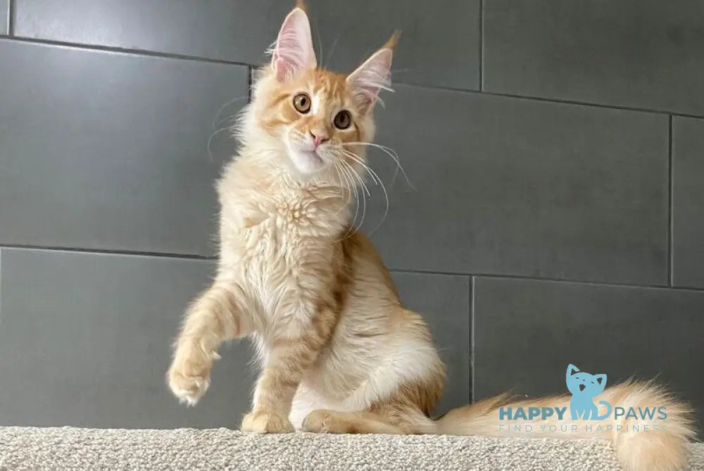 Ermak Maine Coon male red silver tabby live animals