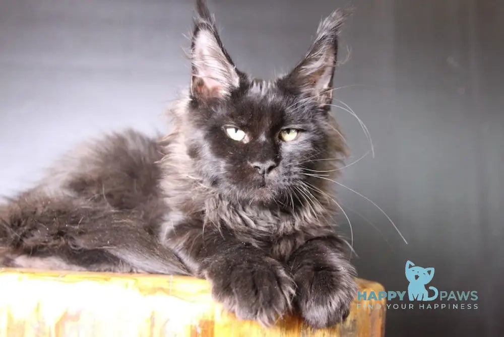 Ermolai Maine Coon male black live animals