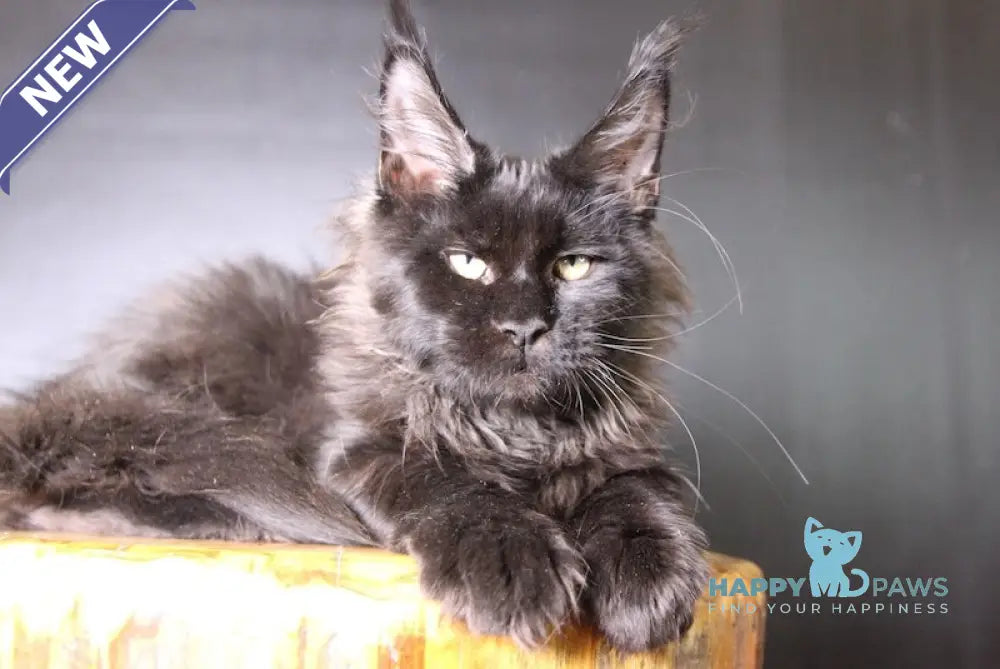 Ermolai Maine Coon male black live animals