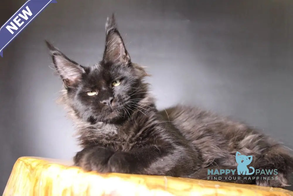Ermolai Maine Coon male black live animals