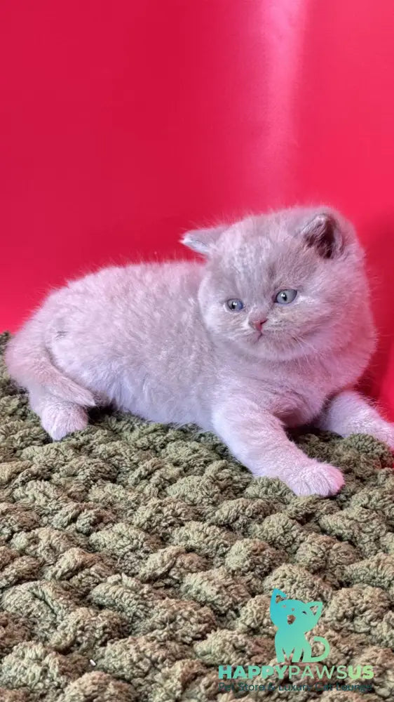 Ernest British Shorthair male fawn - live animals