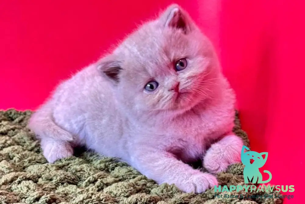Ernest British Shorthair male fawn - live animals