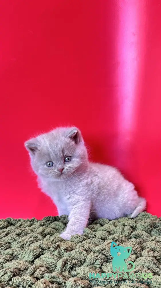Ernest British Shorthair male fawn - live animals