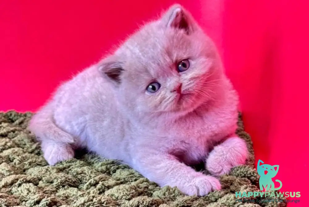 Ernest British Shorthair male fawn - live animals