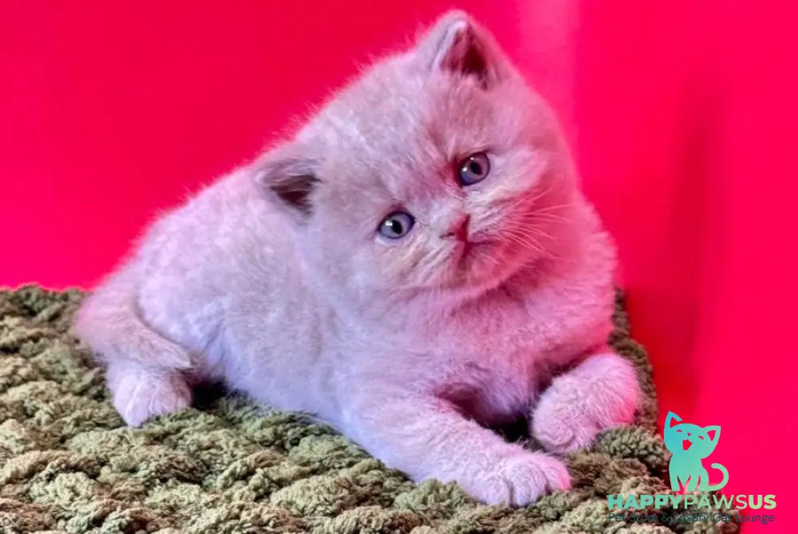 Ernest British Shorthair male fawn - live animals