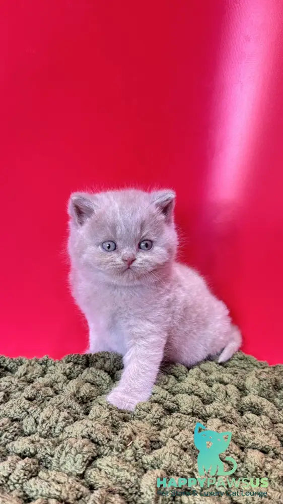 Ernest British Shorthair male fawn - live animals