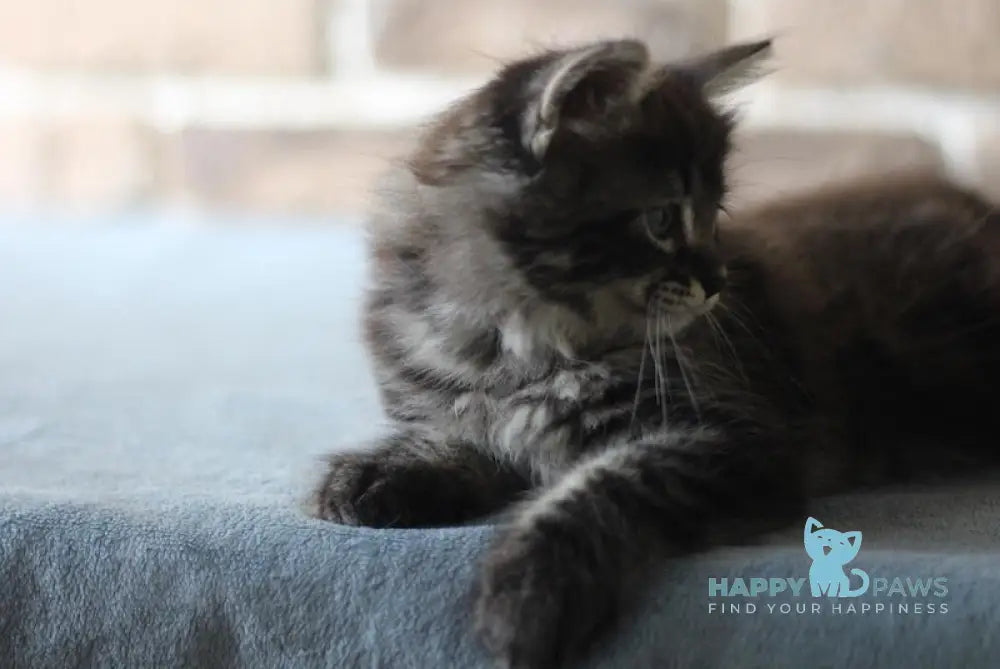 Ernest Siberian male black tabby live animals