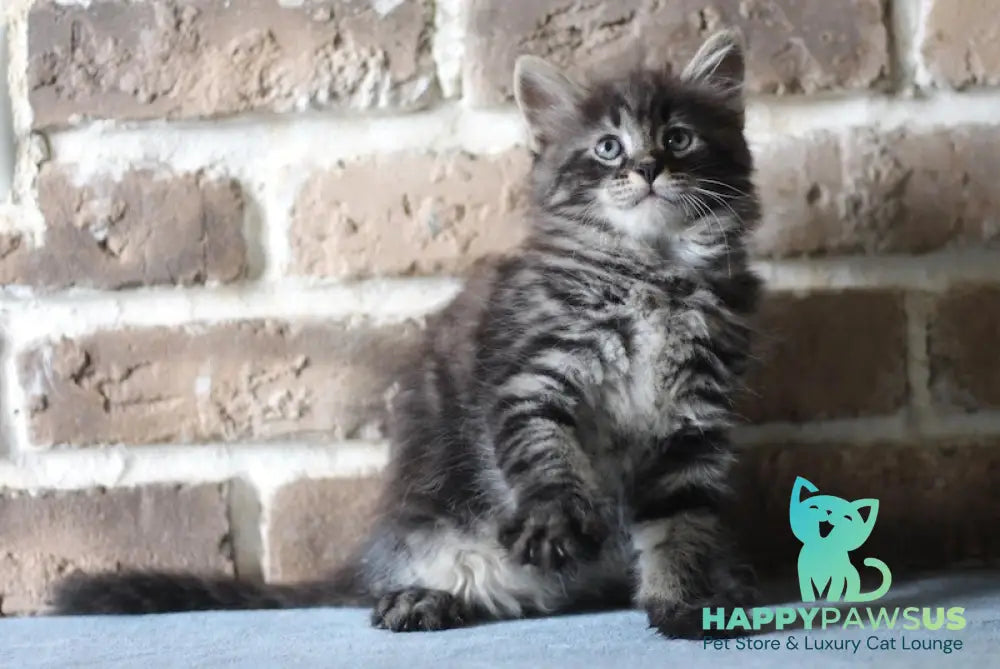 Ernest Siberian male black tabby live animals