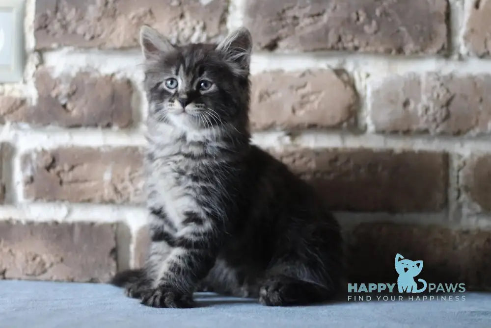 Ernest Siberian male black tabby live animals