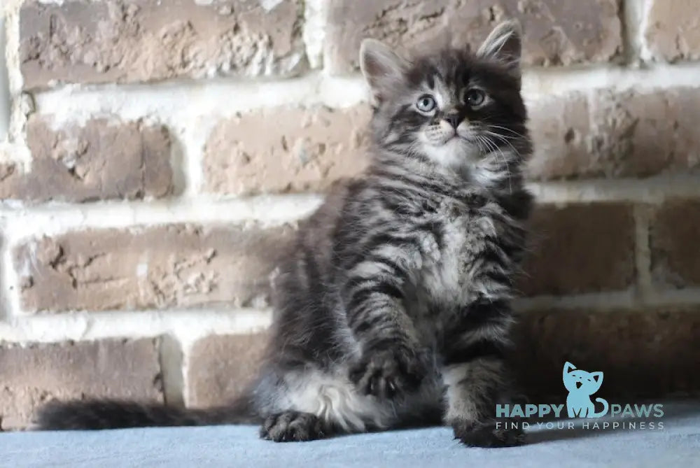 Ernest Siberian male black tabby live animals