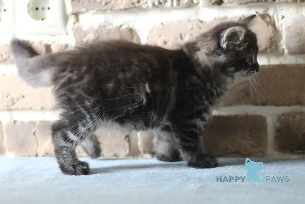 Ernest Siberian male black tabby live animals