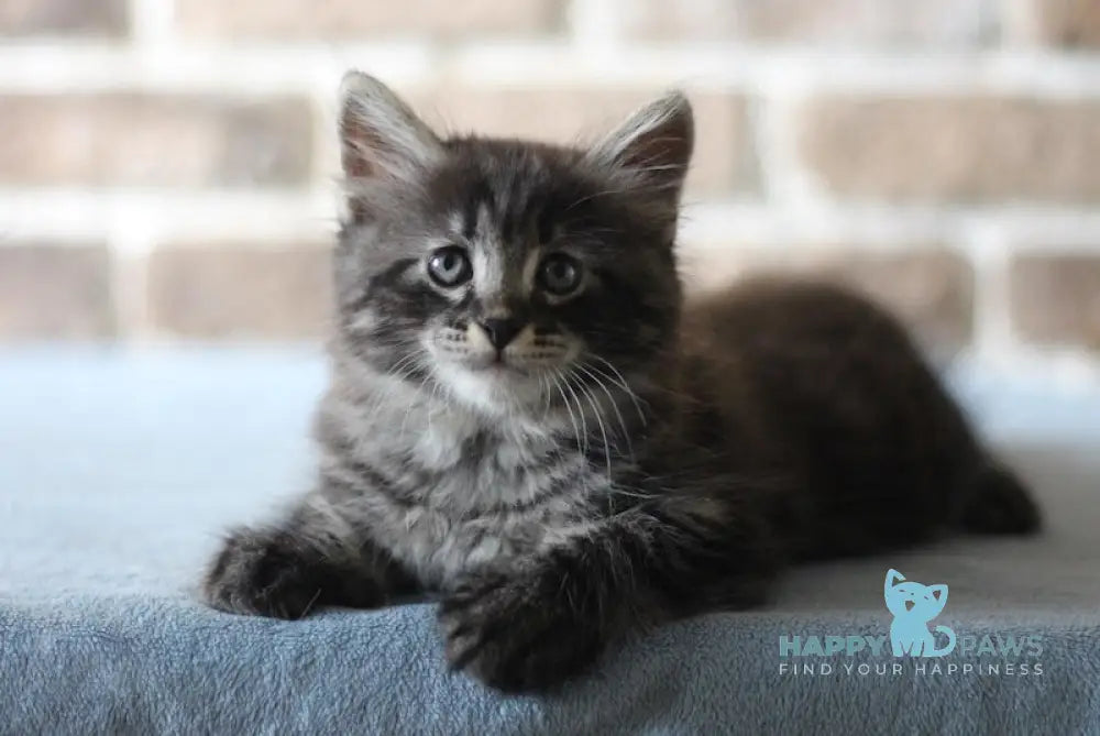 Ernest Siberian male black tabby live animals