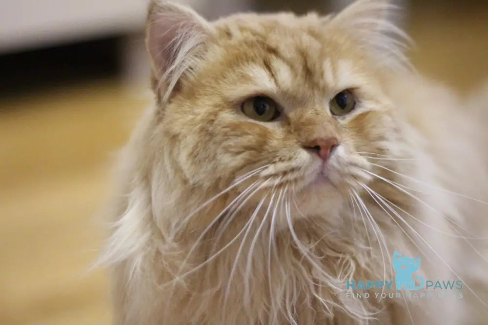Ernest Siberian male black tabby live animals