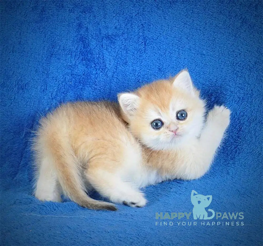 Ernie British Shorthair male black golden shaded live animals