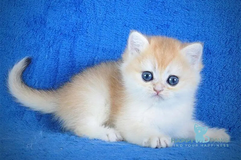 Ernie British Shorthair male black golden shaded live animals