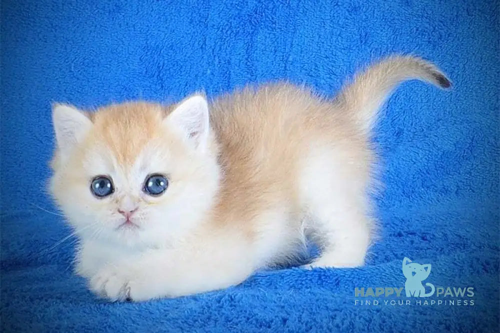 Ernie British Shorthair male black golden shaded live animals