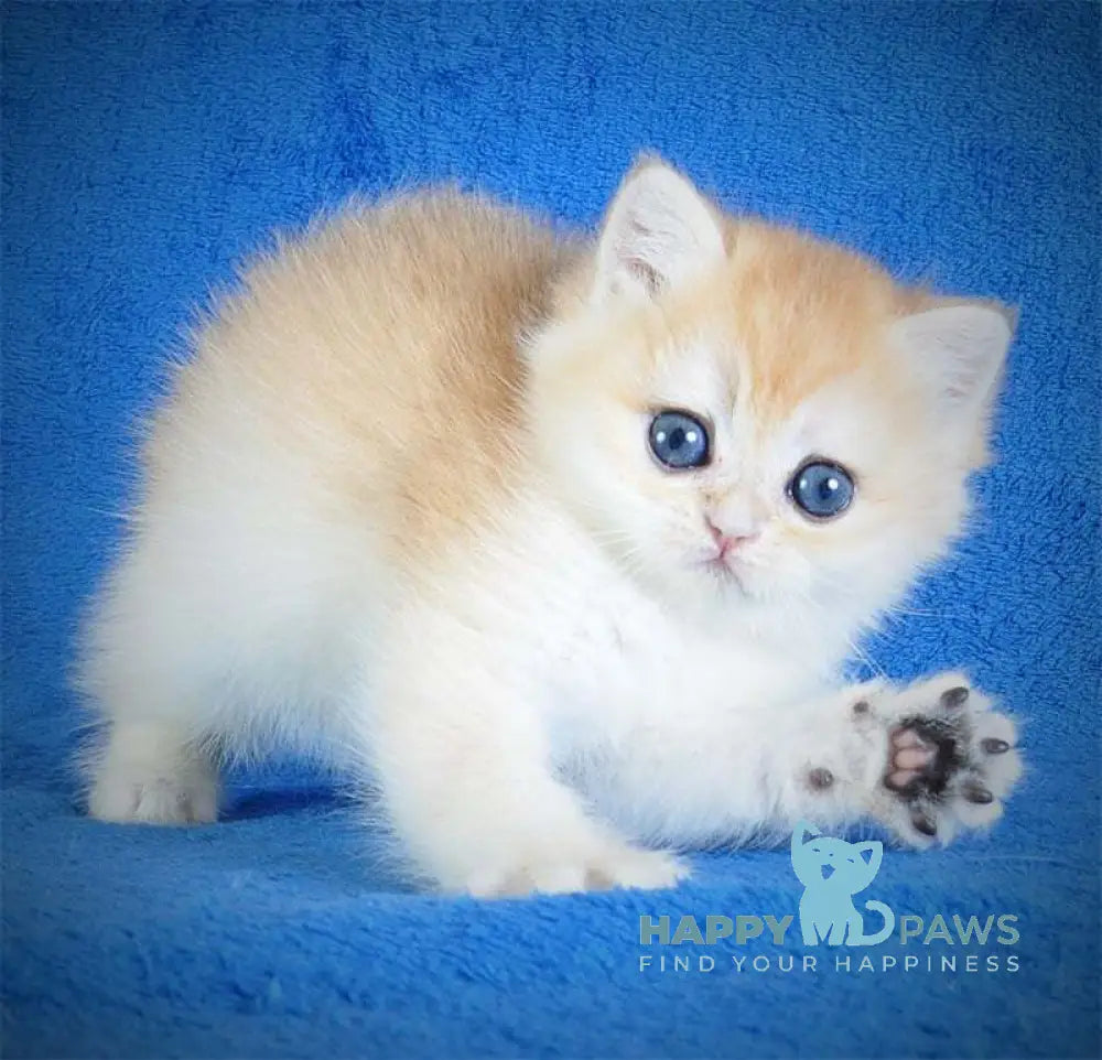 Ernie British Shorthair male black golden shaded live animals