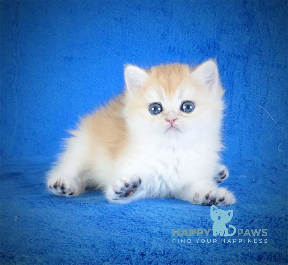Ernie British Shorthair male black golden shaded live animals