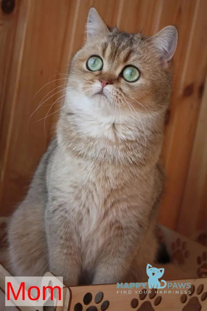 Erta Scottish Straight female black ticked tabby - live animals