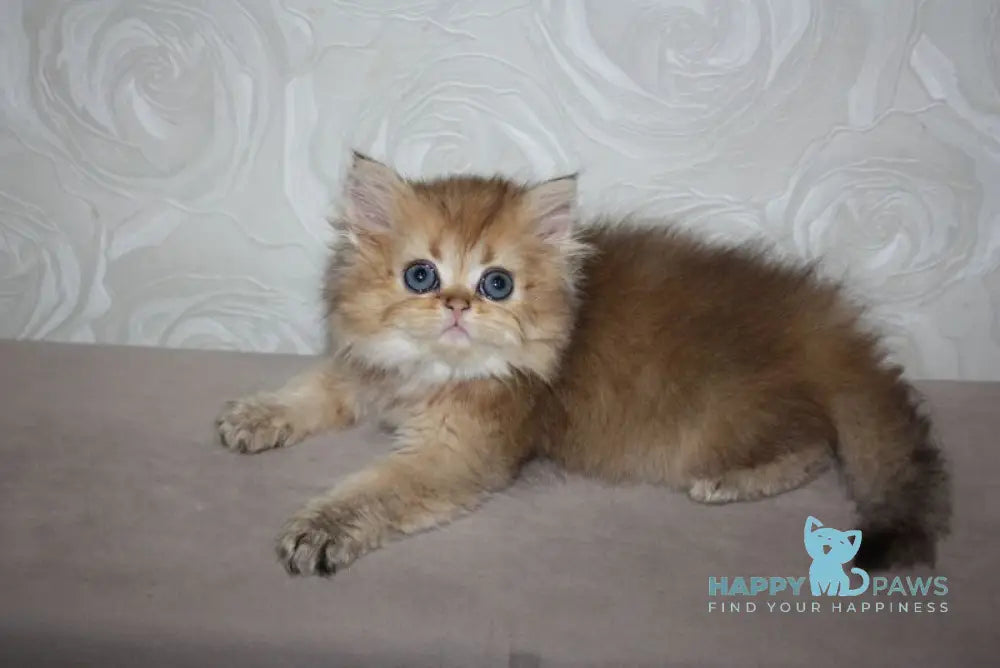 Erta Scottish Straight female black ticked tabby - live animals