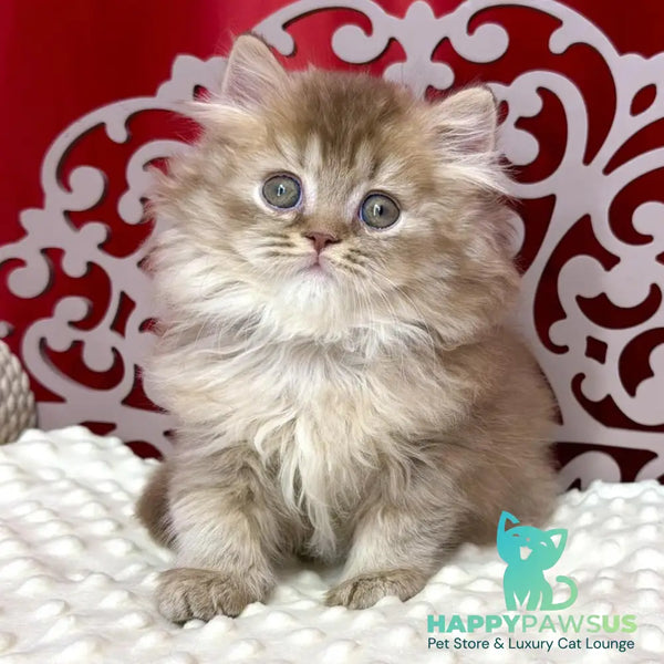 Ervin British Longhair male cinnamon ticked tabby - live animals