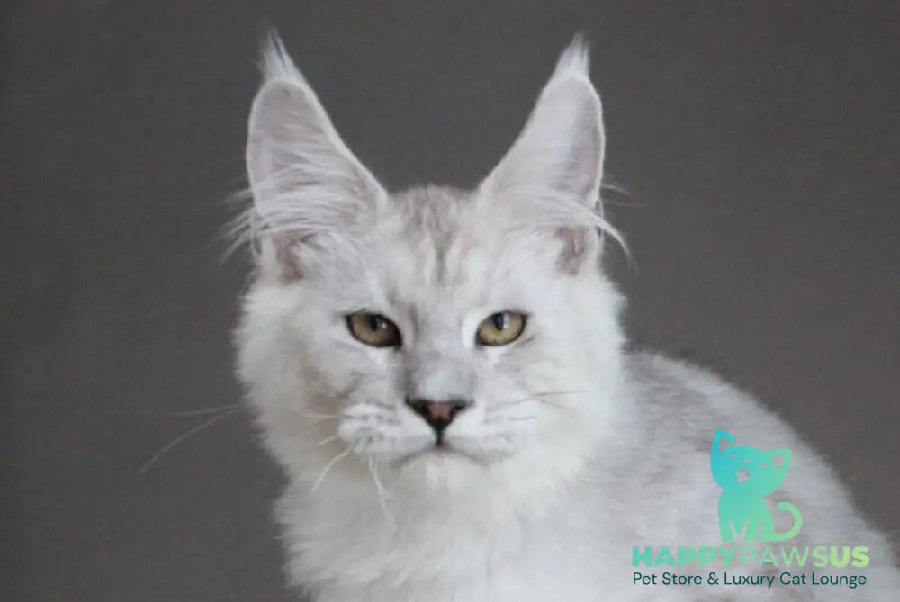 Esaul Maine Coon male black silver spotted tabby live animals