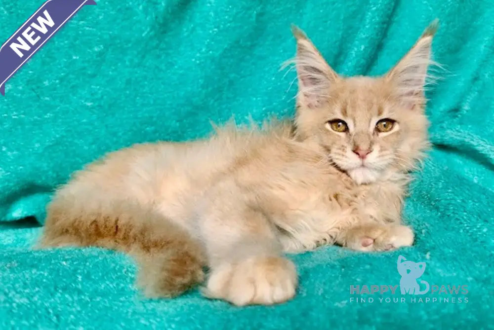Esaul Maine Coon male cream ticked tabby live animals