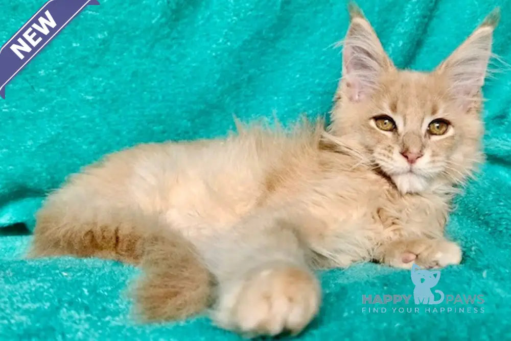 Esaul Maine Coon male cream ticked tabby live animals
