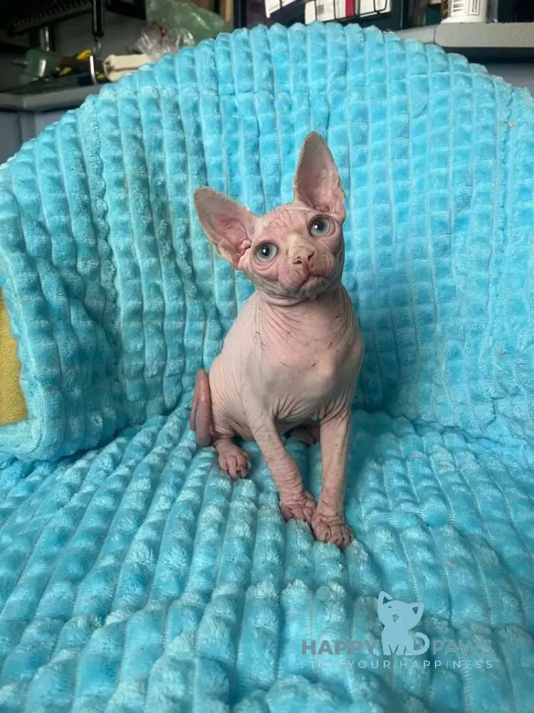 Esenia Dwelf female white live animals