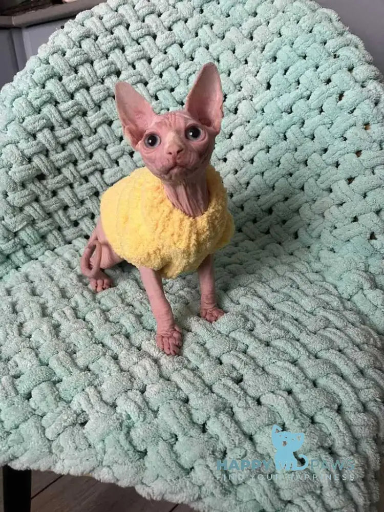 Esenia Dwelf female white live animals