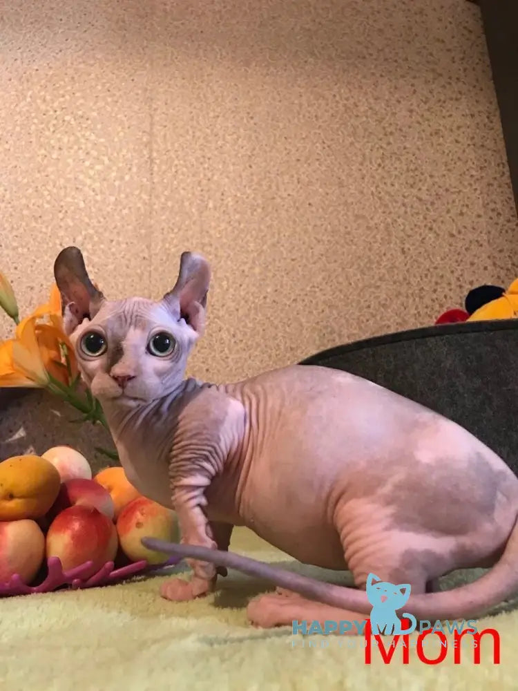 Esenia Dwelf female white live animals