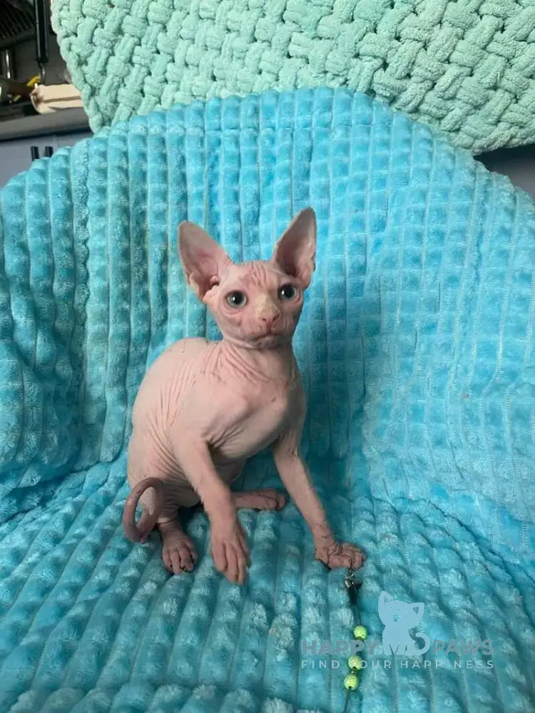 Esenia Dwelf female white live animals