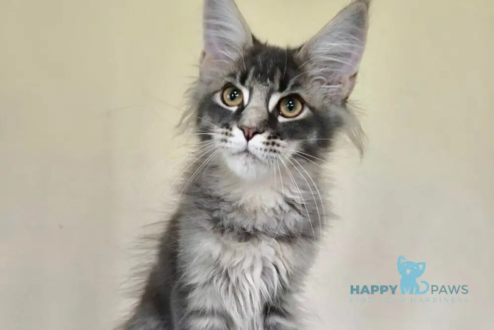 Esenia Maine Coon female black silver ticked tabby live animals