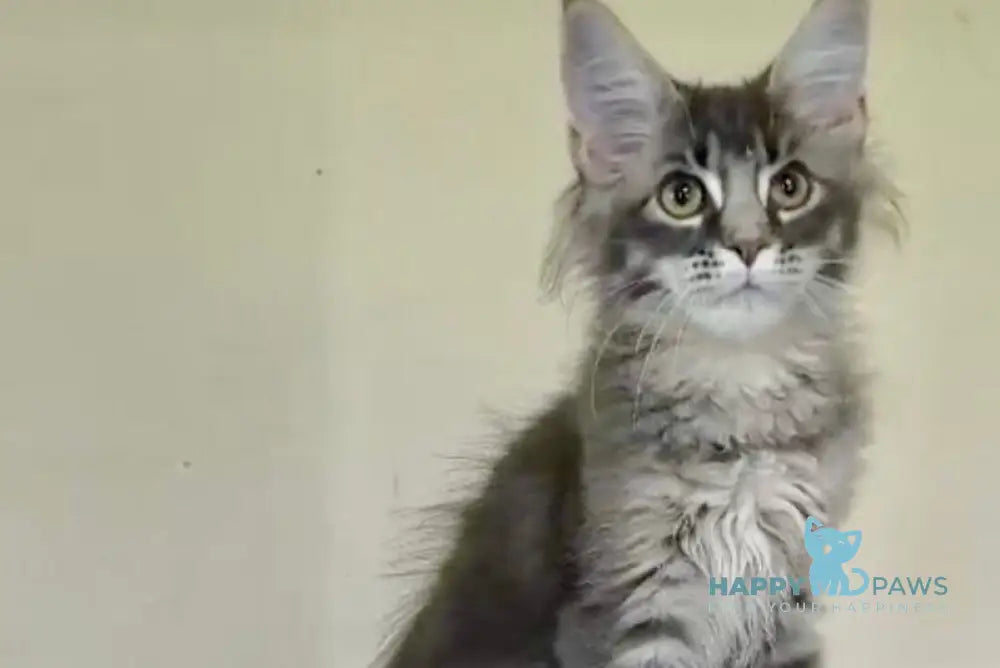 Esenia Maine Coon female black silver ticked tabby live animals