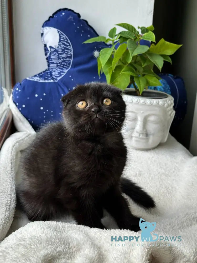 Esenia Scottish Fold female black live animals