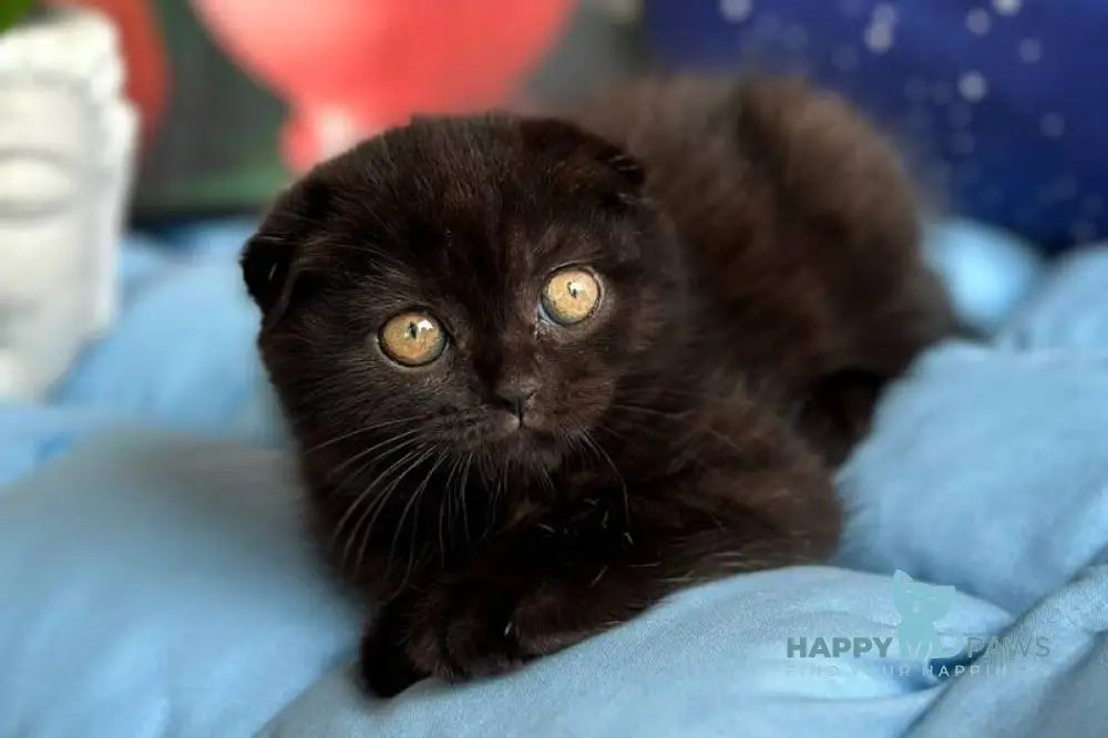 Esenia Scottish Fold female black live animals