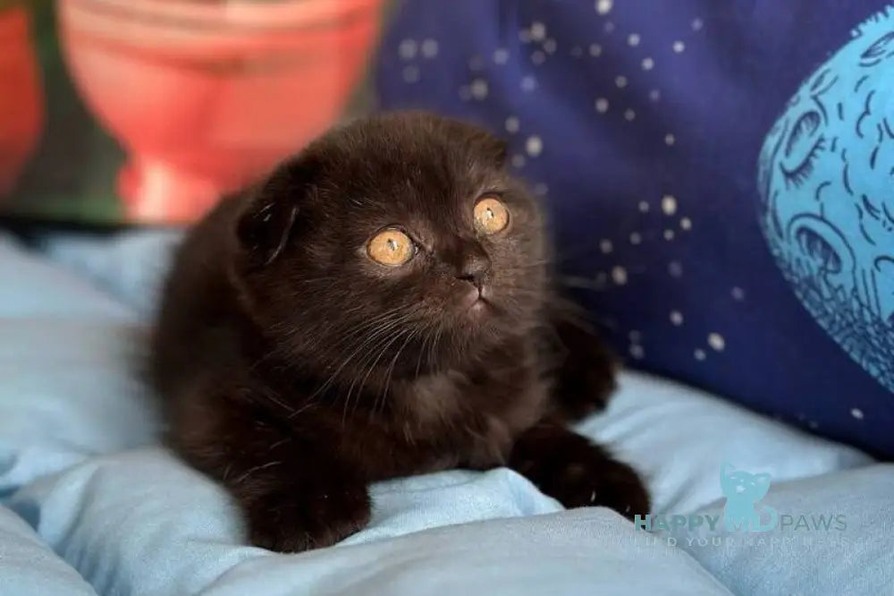Esenia Scottish Fold female black live animals