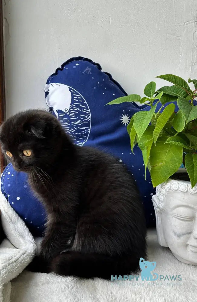 Esenia Scottish Fold female black live animals