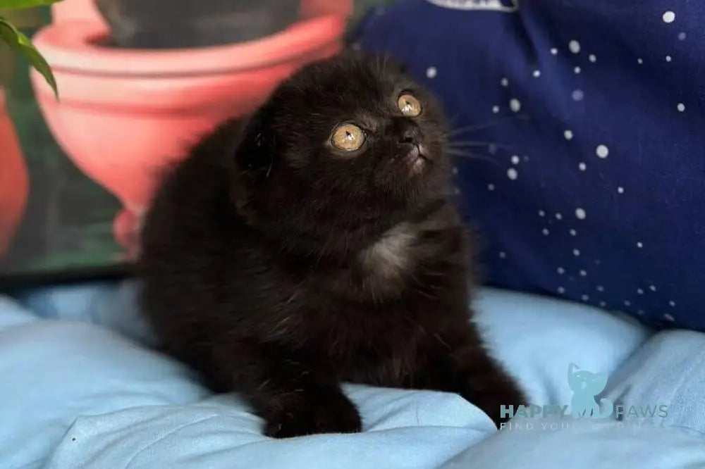 Esenia Scottish Fold female black live animals