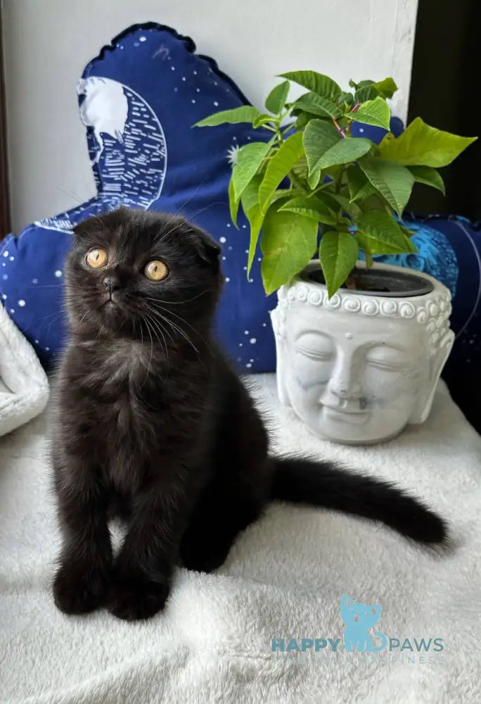 Esenia Scottish Fold female black live animals