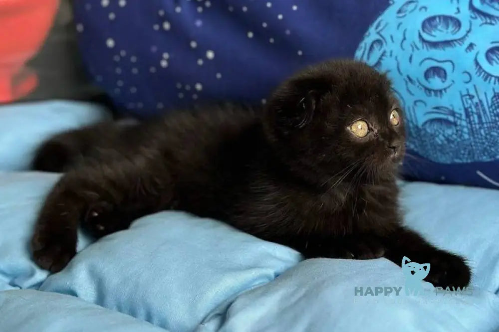 Esenia Scottish Fold female black live animals